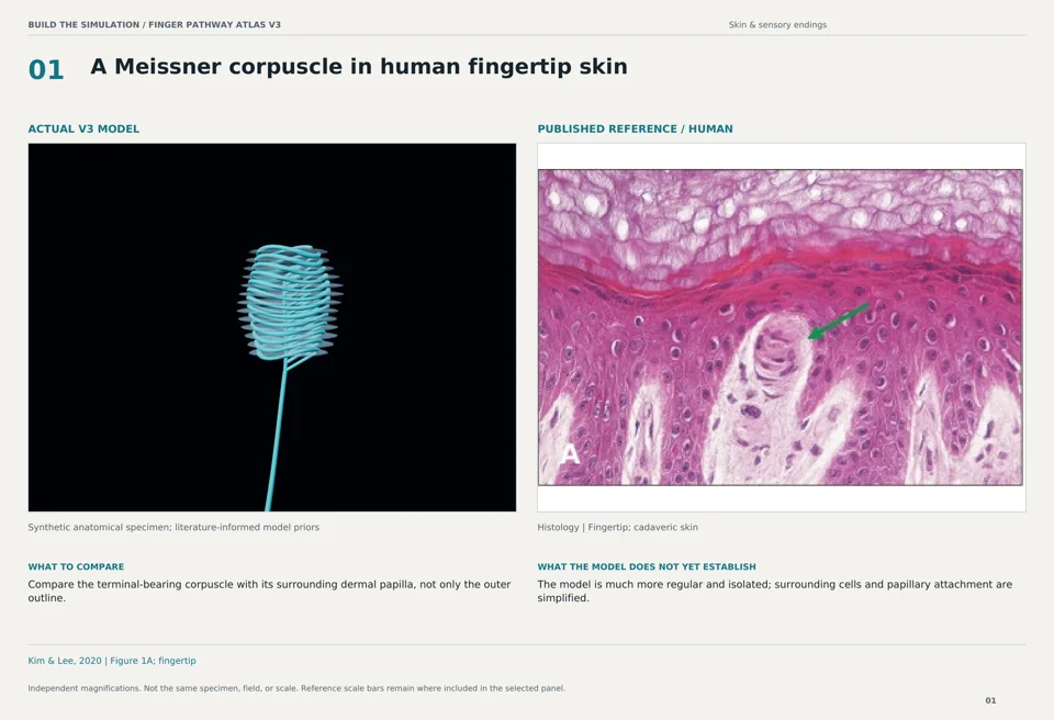 A Meissner corpuscle in human fingertip skin: V3 model beside human histology reference