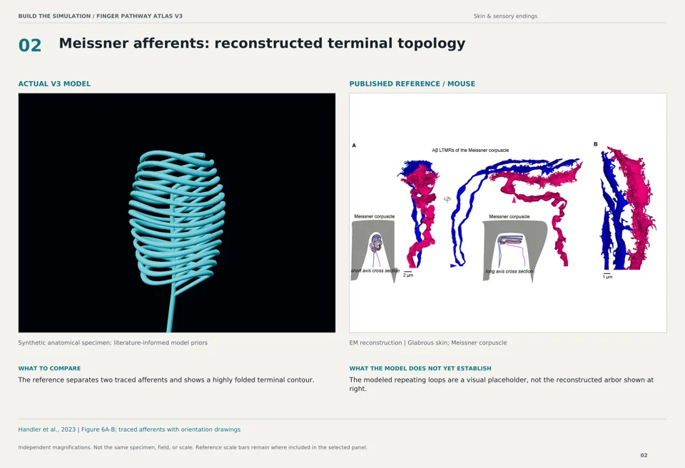 Meissner afferents: reconstructed terminal topology: V3 model beside mouse em reconstruction reference