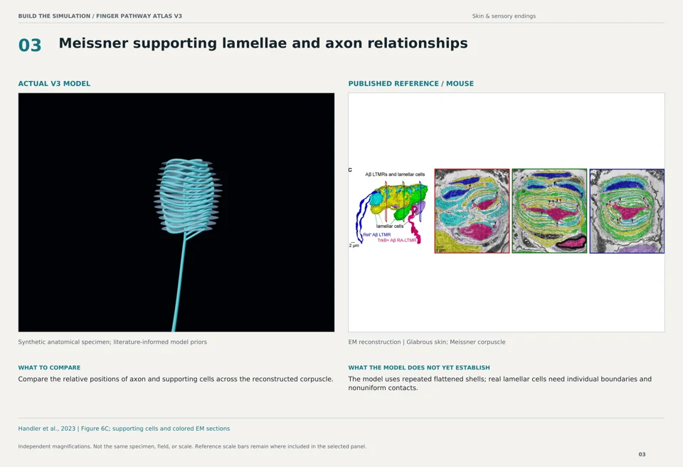 Meissner supporting lamellae and axon relationships: V3 model beside mouse em reconstruction reference