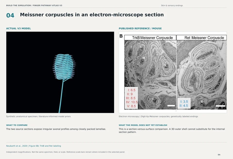 Meissner corpuscles in an electron-microscope section: V3 model beside mouse electron microscopy reference
