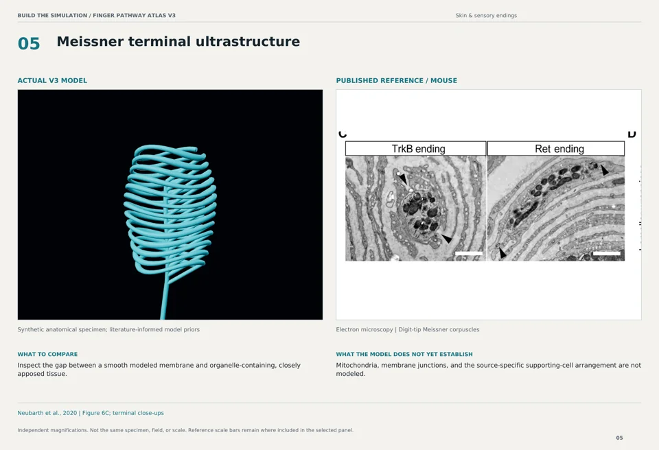 Meissner terminal ultrastructure: V3 model beside mouse electron microscopy reference