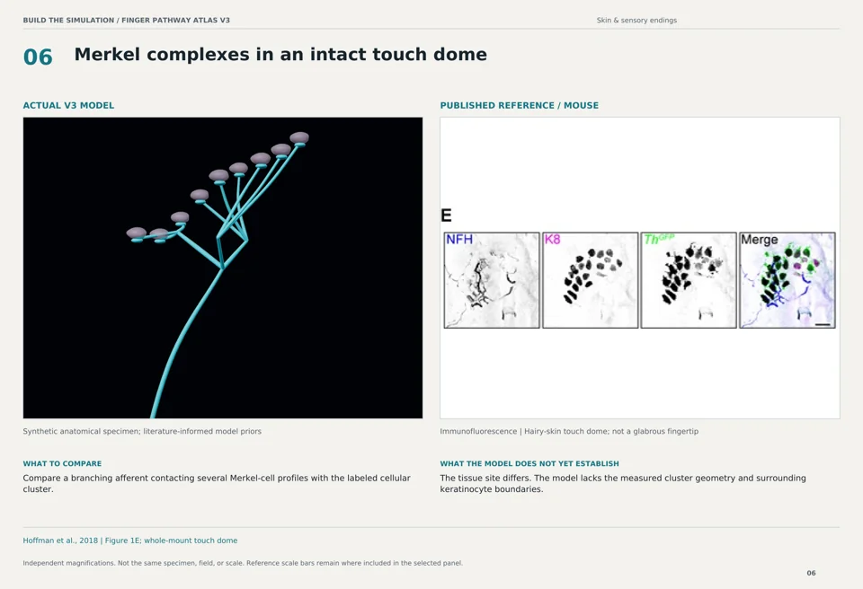Merkel complexes in an intact touch dome: V3 model beside mouse immunofluorescence reference