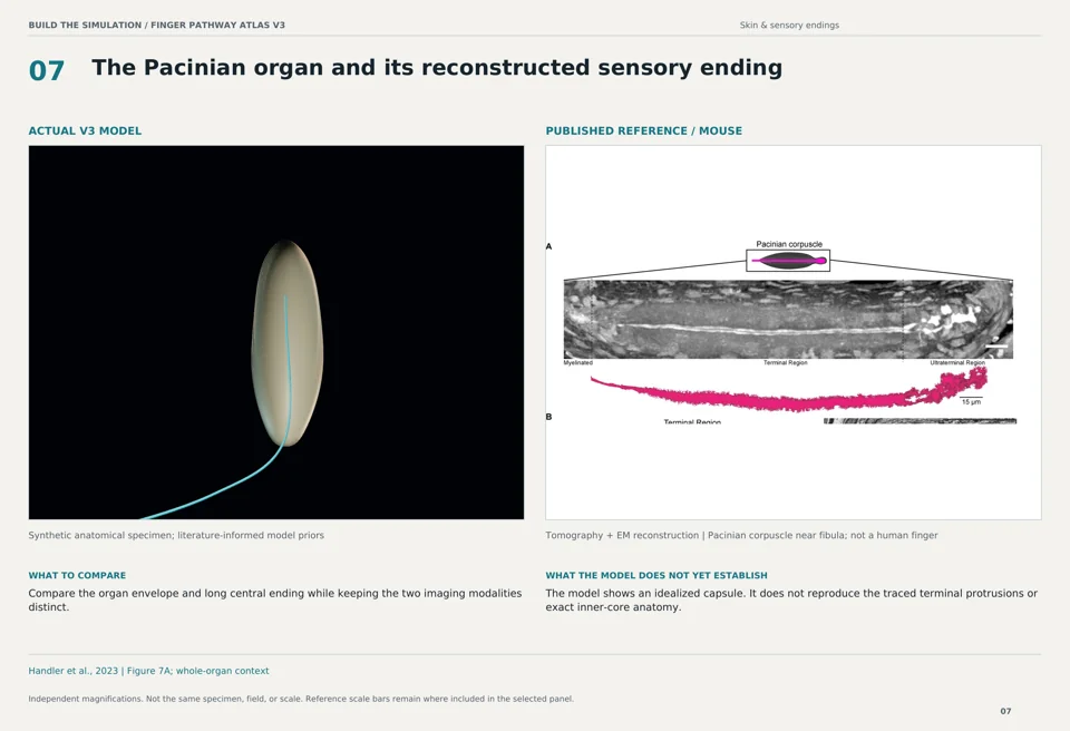 The Pacinian organ and its reconstructed sensory ending: V3 model beside mouse tomography + em reconstruction reference