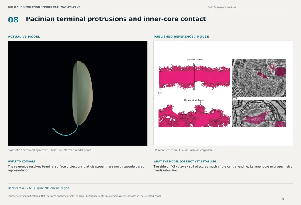 Pacinian terminal protrusions and inner-core contact: V3 model beside mouse em reconstruction reference