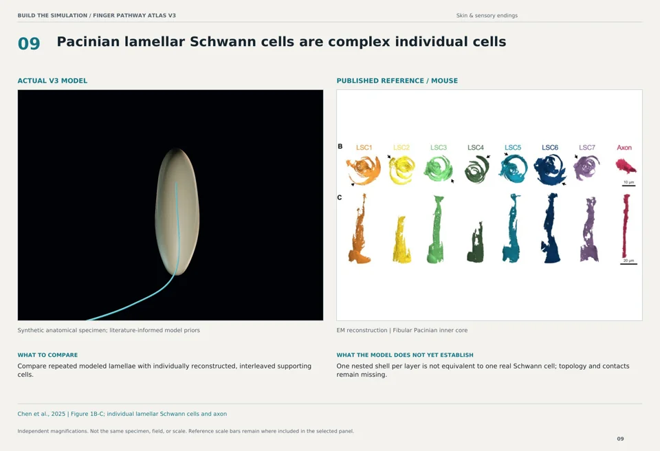 Pacinian lamellar Schwann cells are complex individual cells: V3 model beside mouse em reconstruction reference