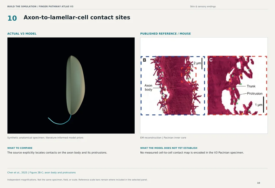 Axon-to-lamellar-cell contact sites: V3 model beside mouse em reconstruction reference