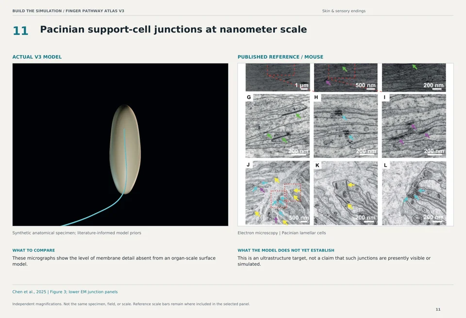 Pacinian support-cell junctions at nanometer scale: V3 model beside mouse electron microscopy reference