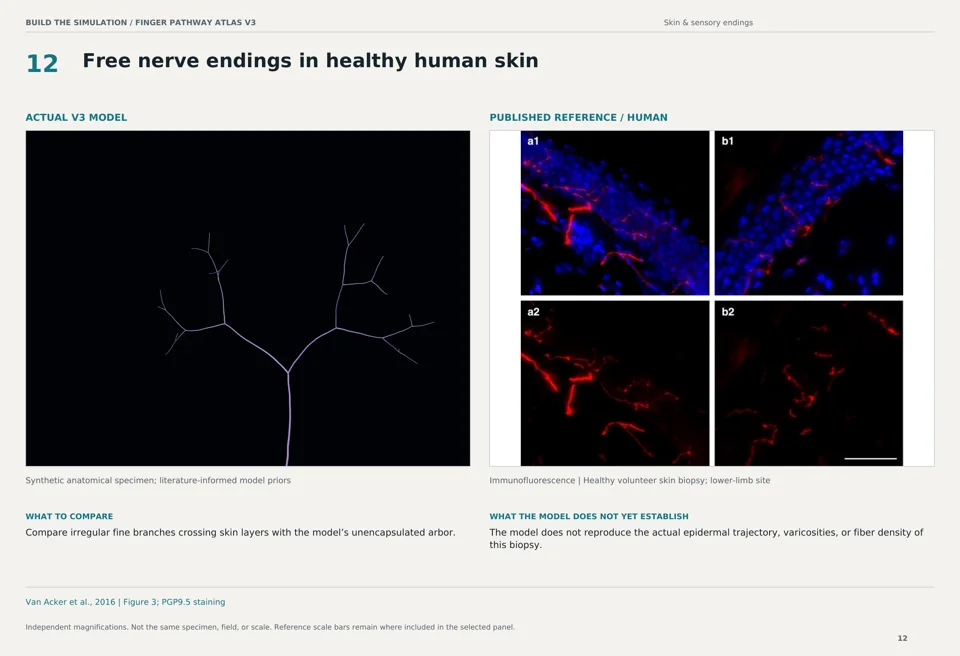 Free nerve endings in healthy human skin: V3 model beside human immunofluorescence reference