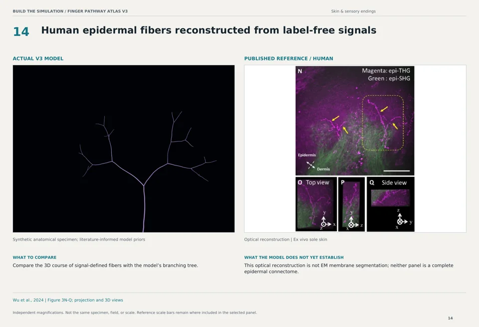 Human epidermal fibers reconstructed from label-free signals: V3 model beside human optical reconstruction reference