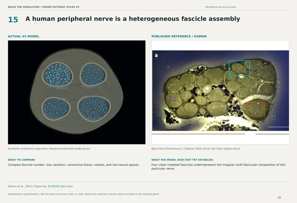 A human peripheral nerve is a heterogeneous fascicle assembly: V3 model beside human block-face fluorescence reference