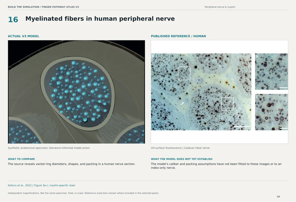Myelinated fibers in human peripheral nerve: V3 model beside human uv-surface fluorescence reference