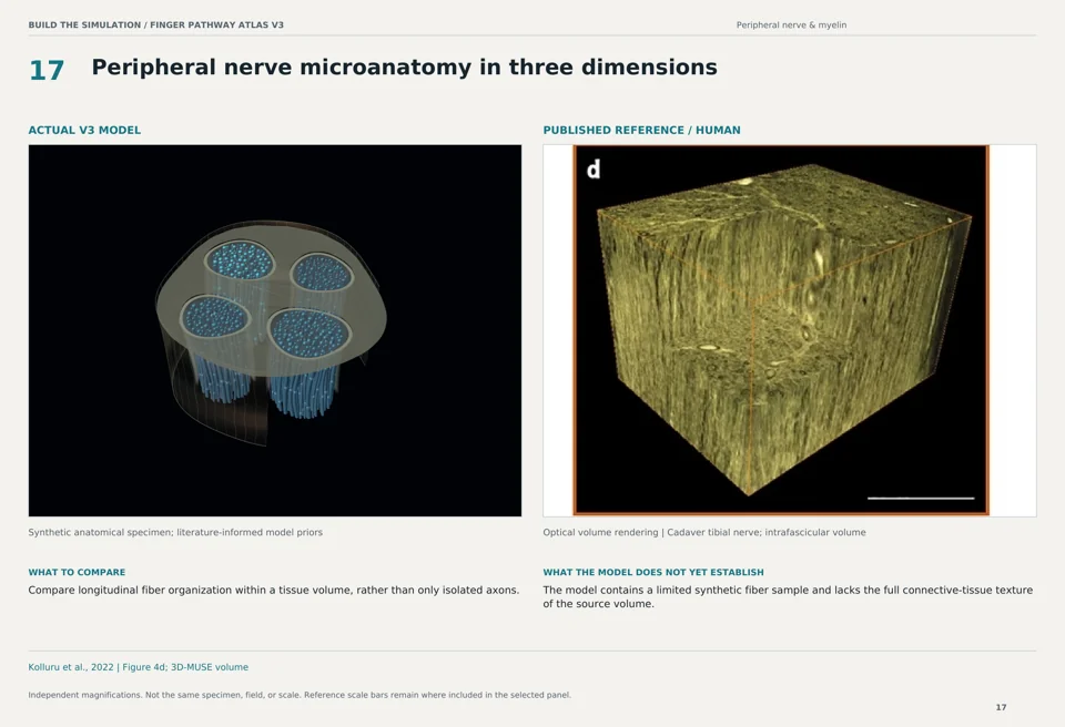 Peripheral nerve microanatomy in three dimensions: V3 model beside human optical volume rendering reference
