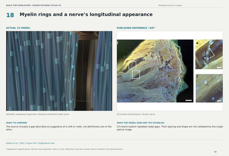 Myelin rings and a nerve’s longitudinal appearance: V3 model beside rat uv-surface fluorescence reference