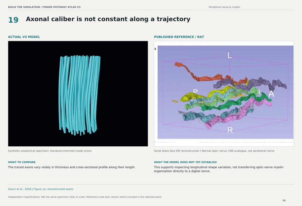 Axonal caliber is not constant along a trajectory: V3 model beside rat serial block-face em reconstruction reference
