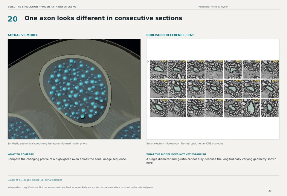 One axon looks different in consecutive sections: V3 model beside rat serial electron microscopy reference