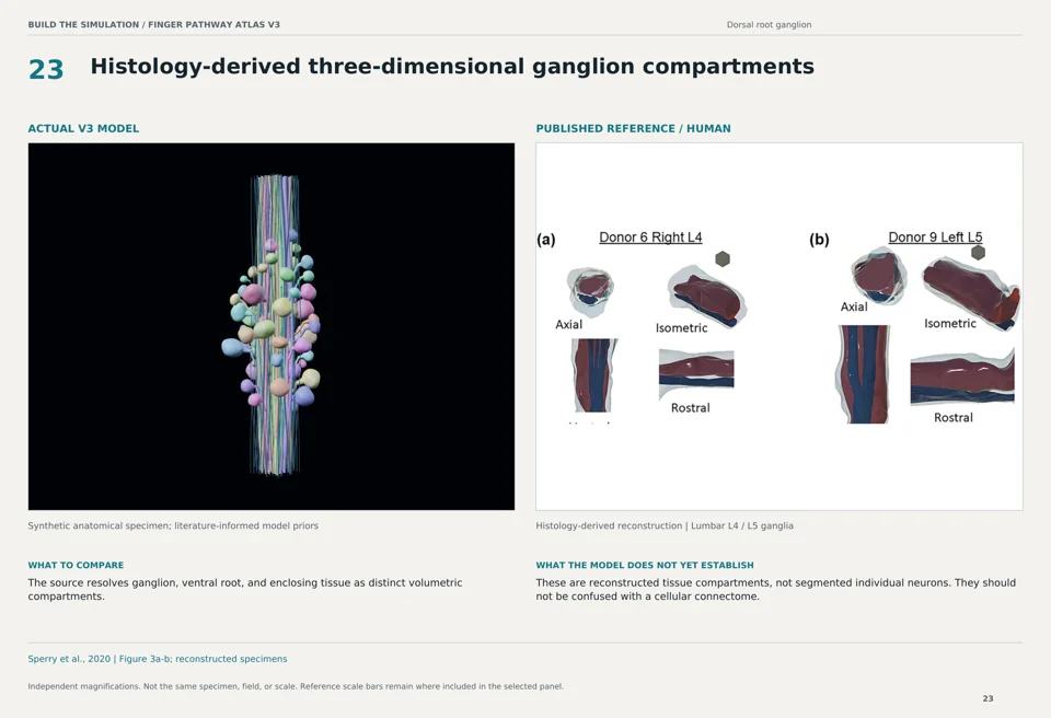 Histology-derived three-dimensional ganglion compartments: V3 model beside human histology-derived reconstruction reference
