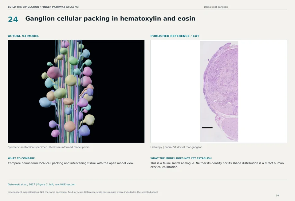 Ganglion cellular packing in hematoxylin and eosin: V3 model beside cat histology reference
