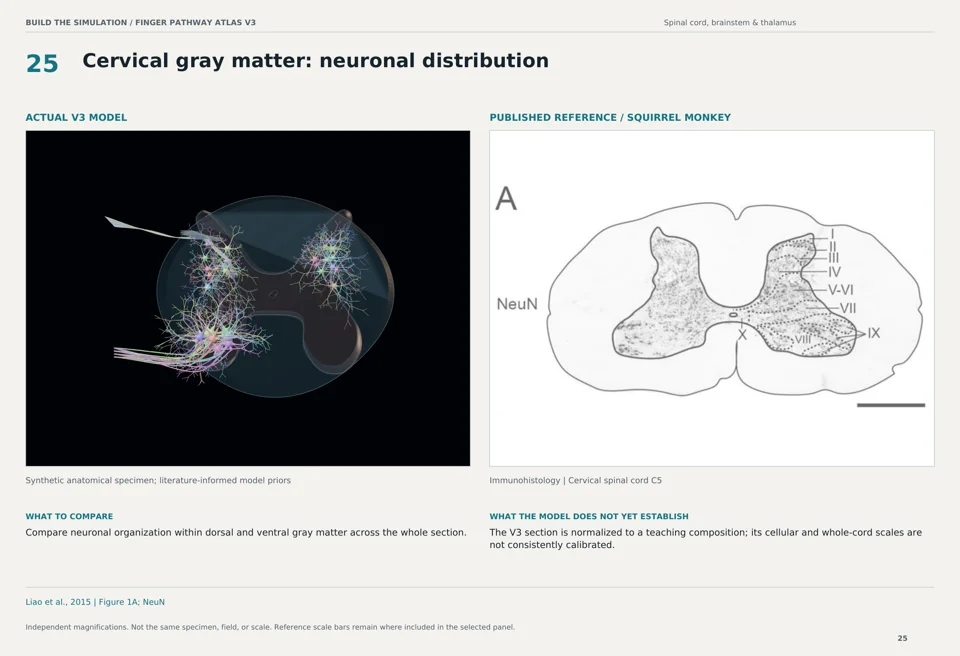 Cervical gray matter: neuronal distribution: V3 model beside squirrel monkey immunohistology reference