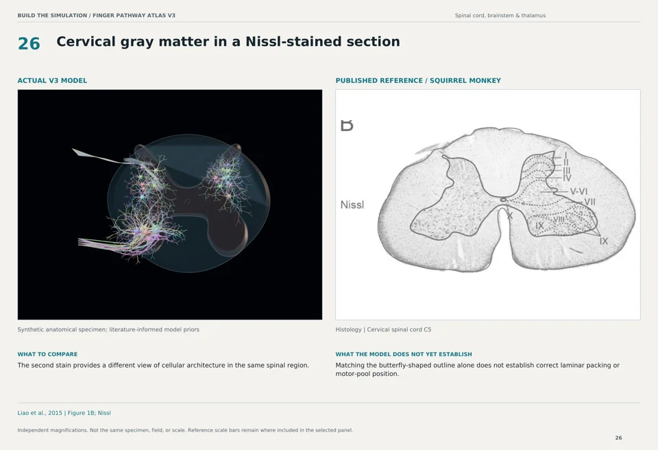 Cervical gray matter in a Nissl-stained section: V3 model beside squirrel monkey histology reference