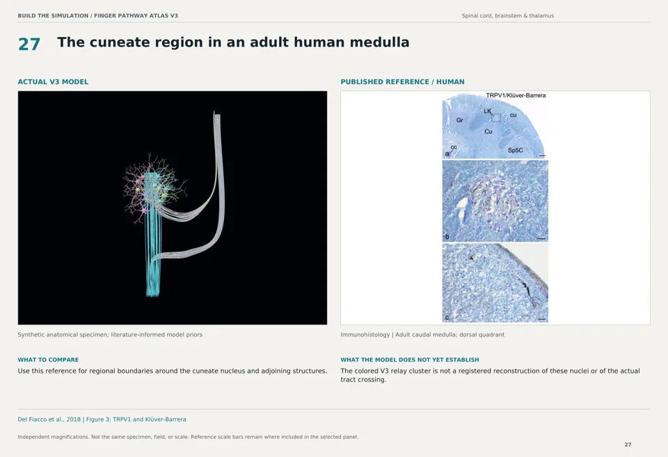 The cuneate region in an adult human medulla: V3 model beside human immunohistology reference
