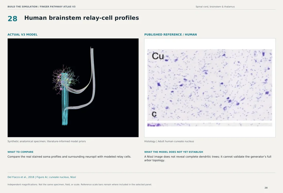 Human brainstem relay-cell profiles: V3 model beside human histology reference