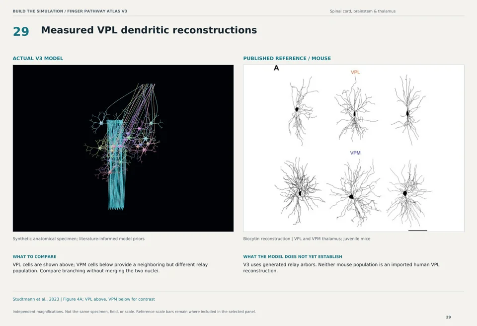 Measured VPL dendritic reconstructions: V3 model beside mouse biocytin reconstruction reference