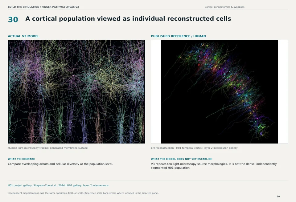 A cortical population viewed as individual reconstructed cells: V3 model beside human em reconstruction reference