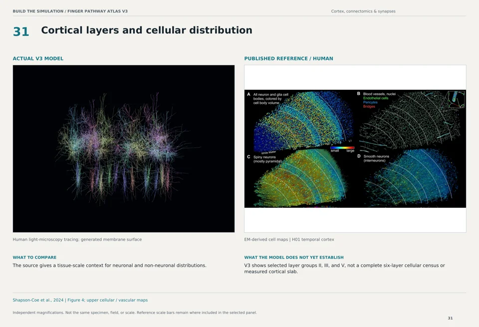 Cortical layers and cellular distribution: V3 model beside human em-derived cell maps reference