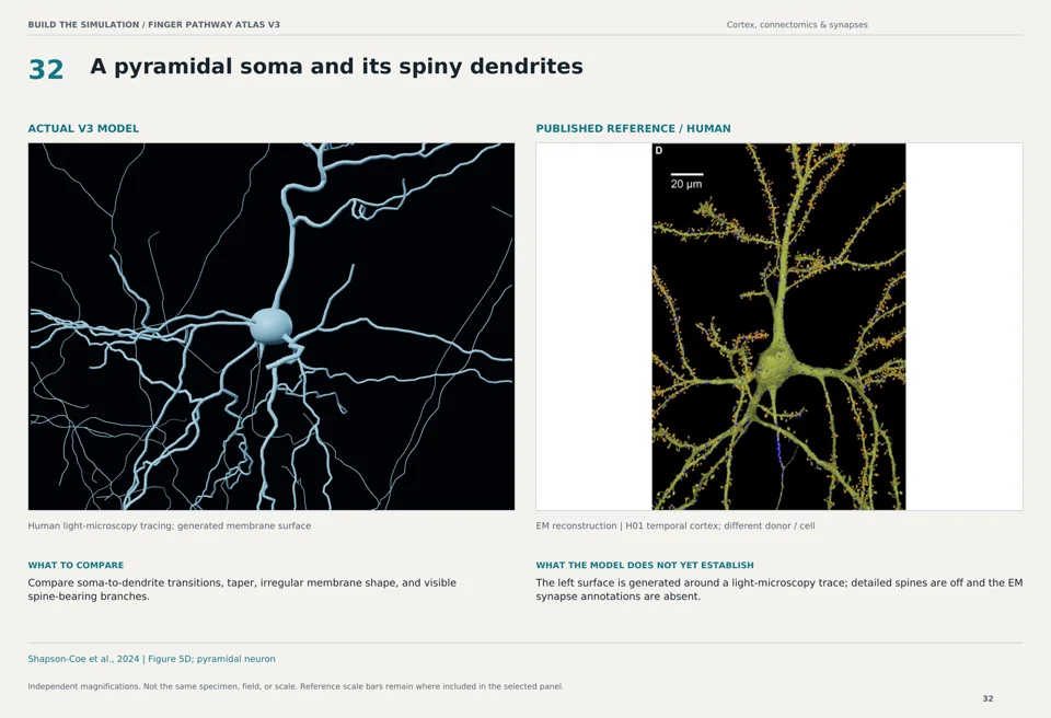 A pyramidal soma and its spiny dendrites: V3 model beside human em reconstruction reference