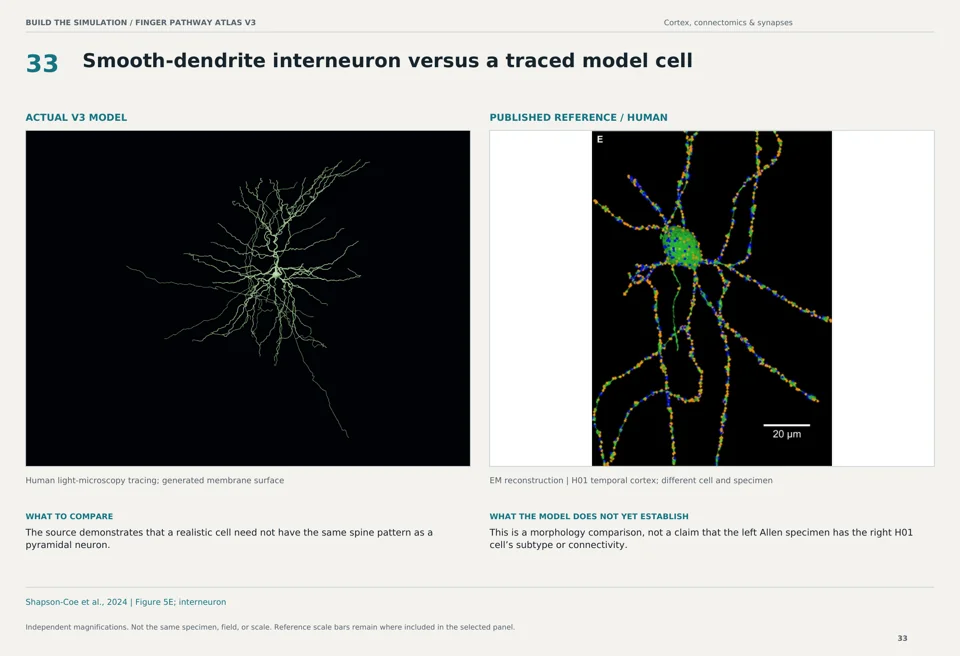 Smooth-dendrite interneuron versus a traced model cell: V3 model beside human em reconstruction reference
