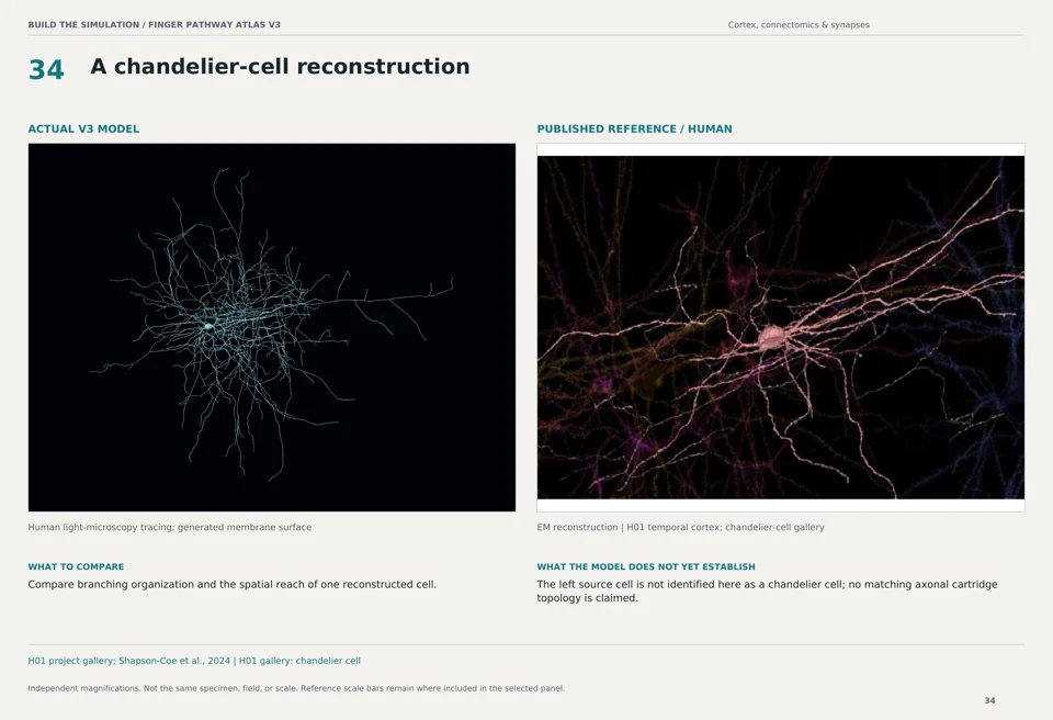 A chandelier-cell reconstruction: V3 model beside human em reconstruction reference