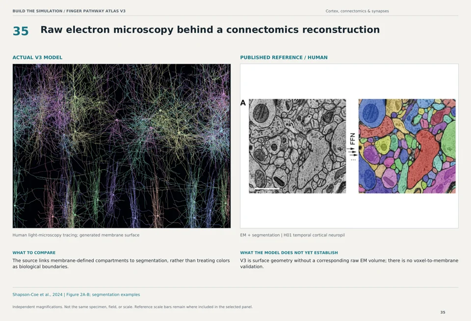 Raw electron microscopy behind a connectomics reconstruction: V3 model beside human em + segmentation reference
