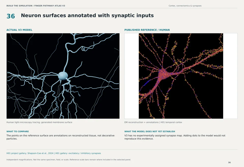 Neuron surfaces annotated with synaptic inputs: V3 model beside human em reconstruction + annotations reference