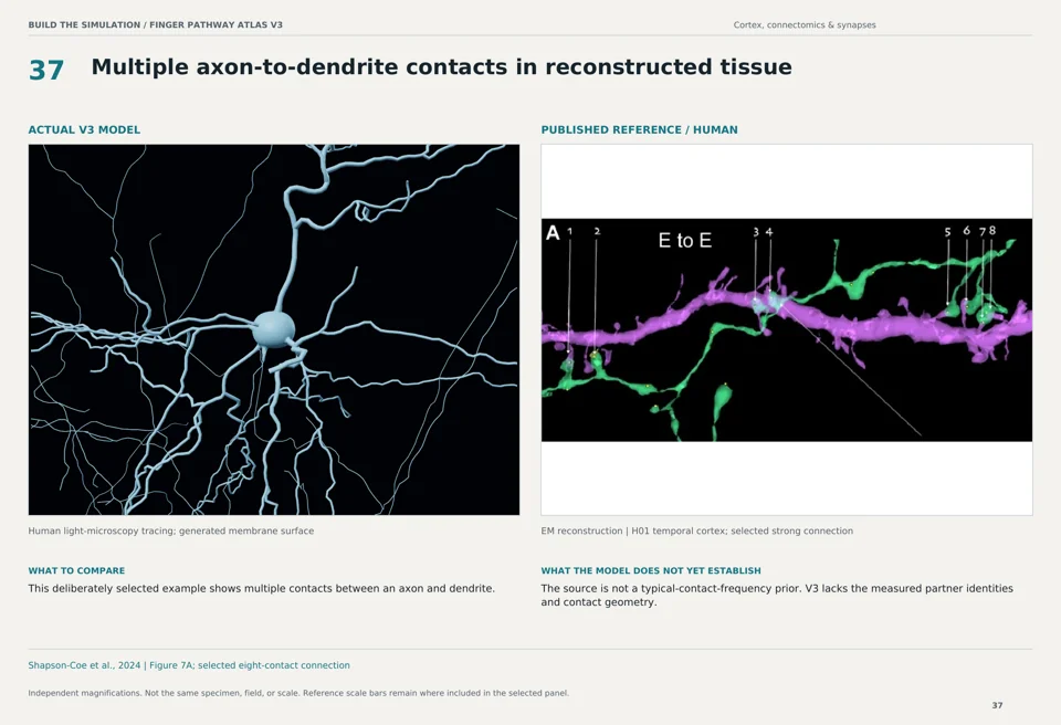 Multiple axon-to-dendrite contacts in reconstructed tissue: V3 model beside human em reconstruction reference
