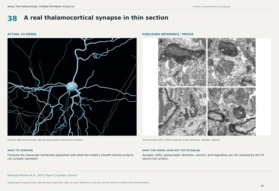 A real thalamocortical synapse in thin section: V3 model beside mouse transmission em reference