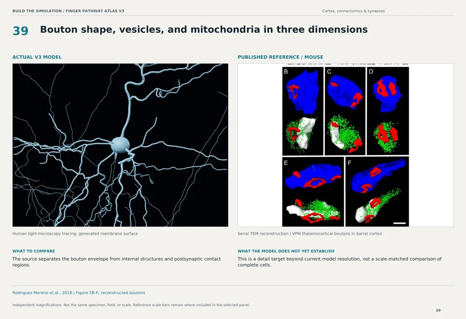Bouton shape, vesicles, and mitochondria in three dimensions: V3 model beside mouse serial tem reconstruction reference