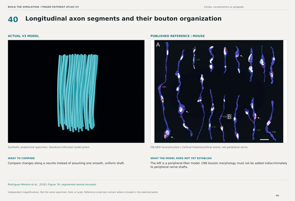 Longitudinal axon segments and their bouton organization: V3 model beside mouse fib-sem reconstruction reference