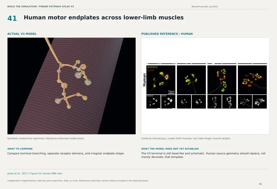 Human motor endplates across lower-limb muscles: V3 model beside human confocal microscopy reference