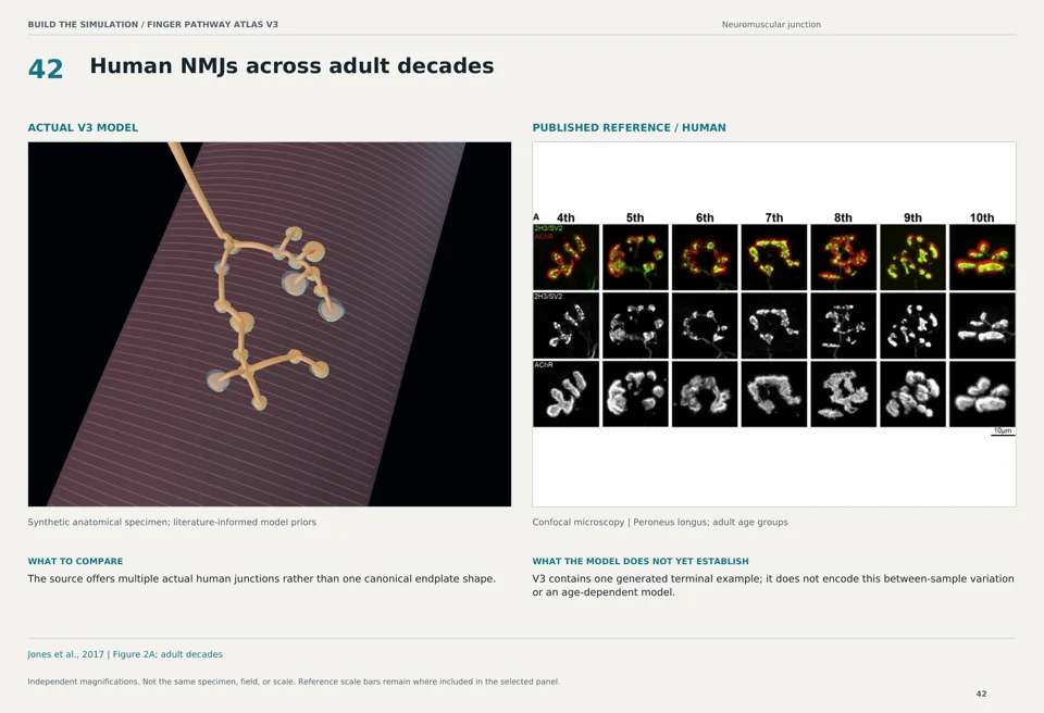Human NMJs across adult decades: V3 model beside human confocal microscopy reference