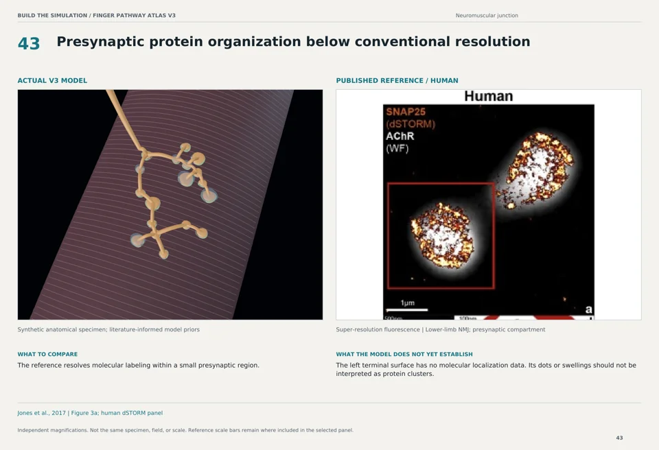 Presynaptic protein organization below conventional resolution: V3 model beside human super-resolution fluorescence reference