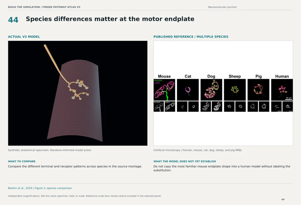 Species differences matter at the motor endplate: V3 model beside multiple species confocal microscopy reference