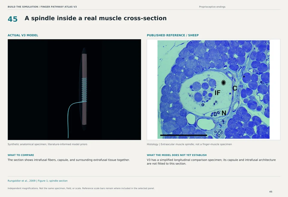 A spindle inside a real muscle cross-section: V3 model beside sheep histology reference