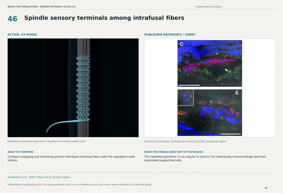 Spindle sensory terminals among intrafusal fibers: V3 model beside sheep confocal microscopy reference
