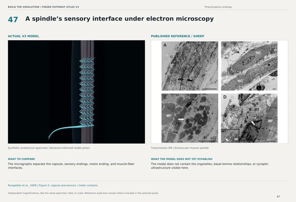 A spindle’s sensory interface under electron microscopy: V3 model beside sheep transmission em reference