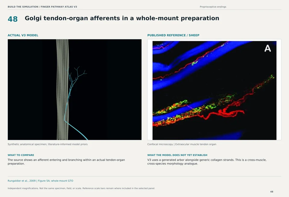 Golgi tendon-organ afferents in a whole-mount preparation: V3 model beside sheep confocal microscopy reference