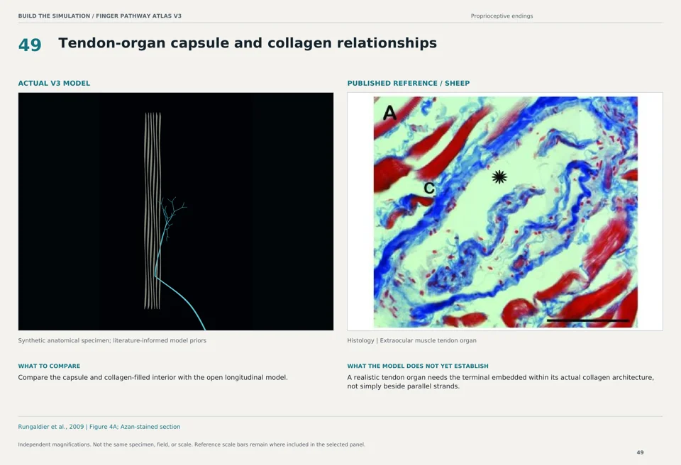 Tendon-organ capsule and collagen relationships: V3 model beside sheep histology reference