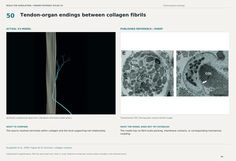 Tendon-organ endings between collagen fibrils: V3 model beside sheep transmission em reference