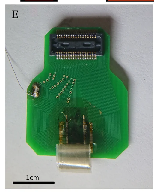 Fabricated sewn-polymer electrode threads epoxied and wirebonded to a connector PCB; threads curl from parylene stress. Source 1 cm scale retained.