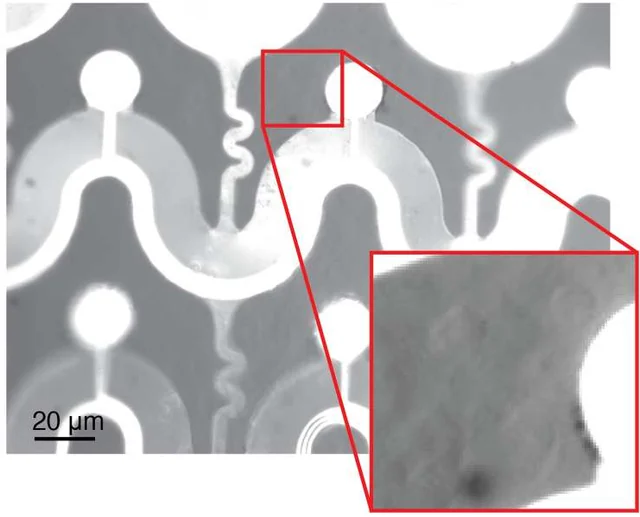 Microscopy of the flexible fenestrated Flex2Chip array with circular recording contacts and tissue cells visible through openings; a red outlined inset shows cells.