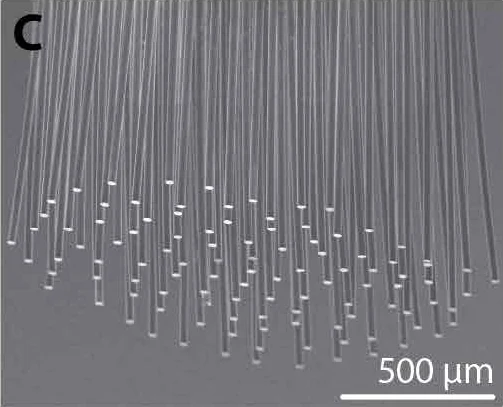 Electron micrograph of a dense bundle of slender parallel microwires with exposed tips at staggered heights.